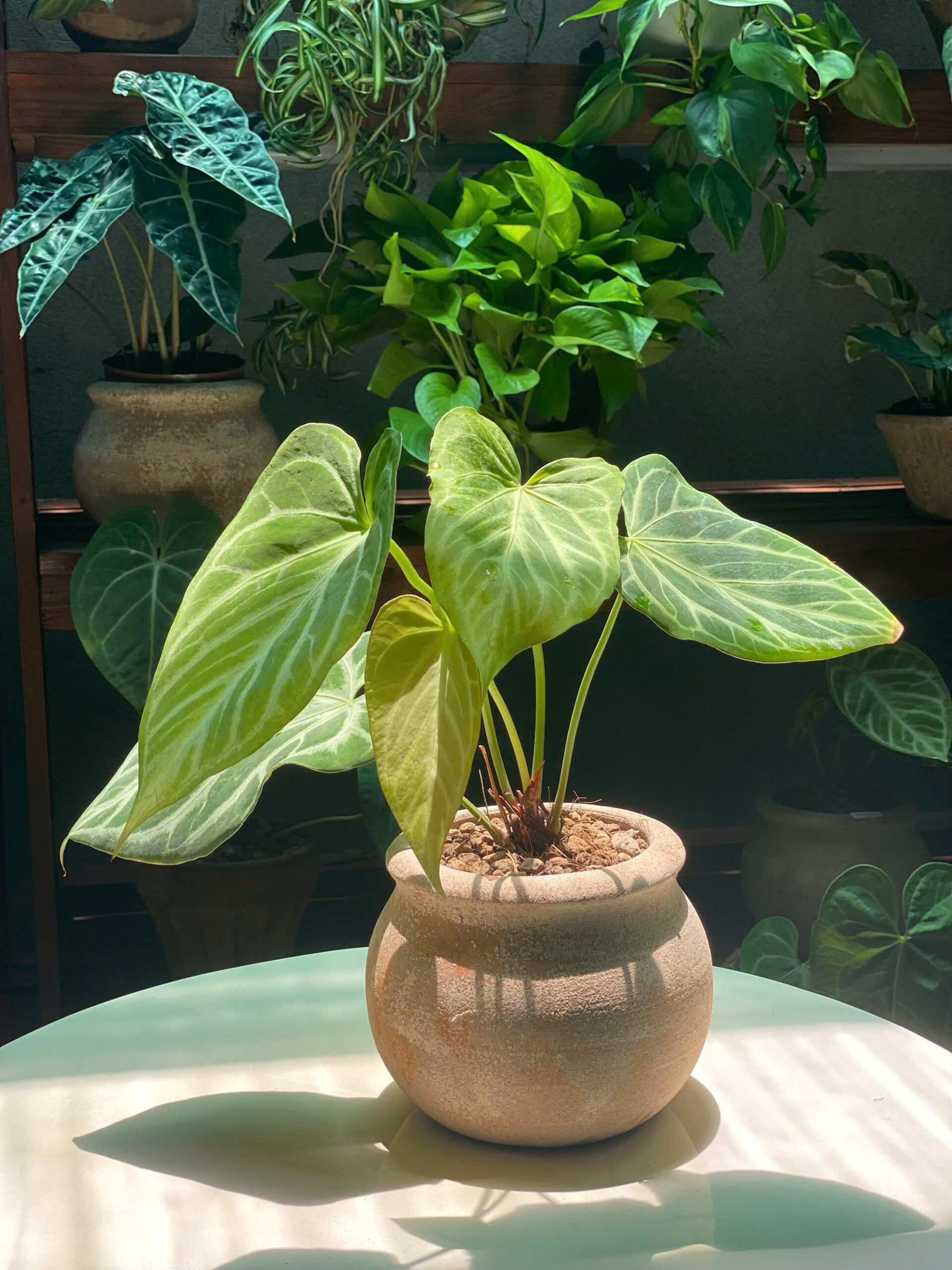 Tác phẩm cây anthurium silver blush để bàn lá nhung xanh đậm gân bạc ánh kim sắc nét phối chậu đất nung bo tròn mộc mạc nghệ thuật
