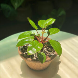 Alternative view of Cây Trầu Bà Red Congo Để Bàn: 3 Điểm Nhấn Sắc Đỏ Rực Rỡ Thu Hút Tài Lộc