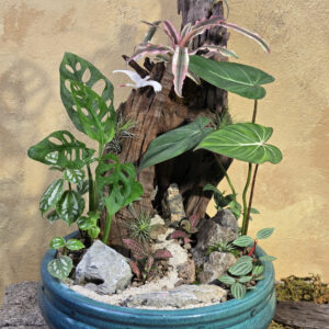 Tác phẩm tiểu cảnh Philodendron Gloriosum kết hợp trầu bà lỗ adansonii dứa màu cẩm nhung và đá cảnh trên khay gốm men xanh ngọc
