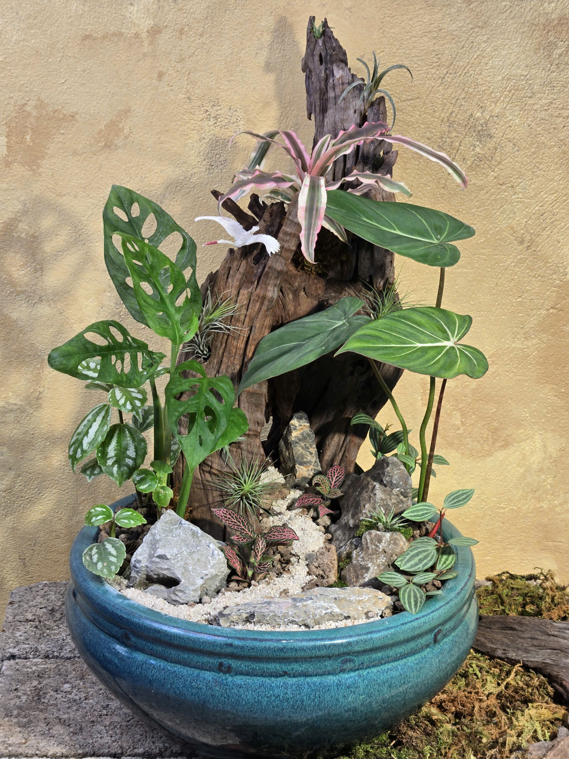 Tác phẩm tiểu cảnh Philodendron Gloriosum kết hợp trầu bà lỗ adansonii dứa màu cẩm nhung và đá cảnh trên khay gốm men xanh ngọc