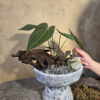 Tác phẩm tiểu cảnh Anthurium lá nhung trái tim phối cẩm nhung đỏ và gỗ lũa trên chậu gốm dáng ly cao phủ men sôi thô mộc