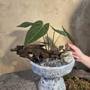 Tác phẩm tiểu cảnh Anthurium lá nhung trái tim phối cẩm nhung đỏ và gỗ lũa trên chậu gốm dáng ly cao phủ men sôi thô mộc