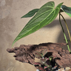 Alternative view of Tiểu Cảnh Anthurium Cẩm Nhung Chậu Dáng Ly Men Sôi