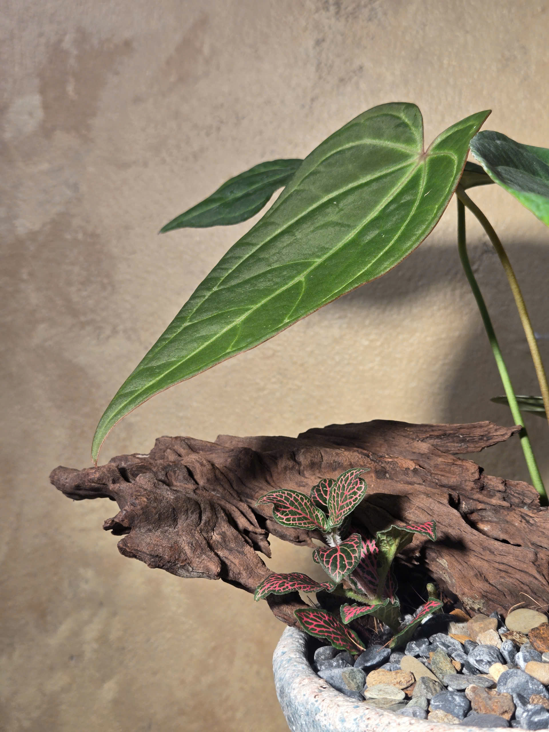 Tiểu Cảnh Anthurium Cẩm Nhung Chậu Dáng Ly Men Sôi - Ảnh 2