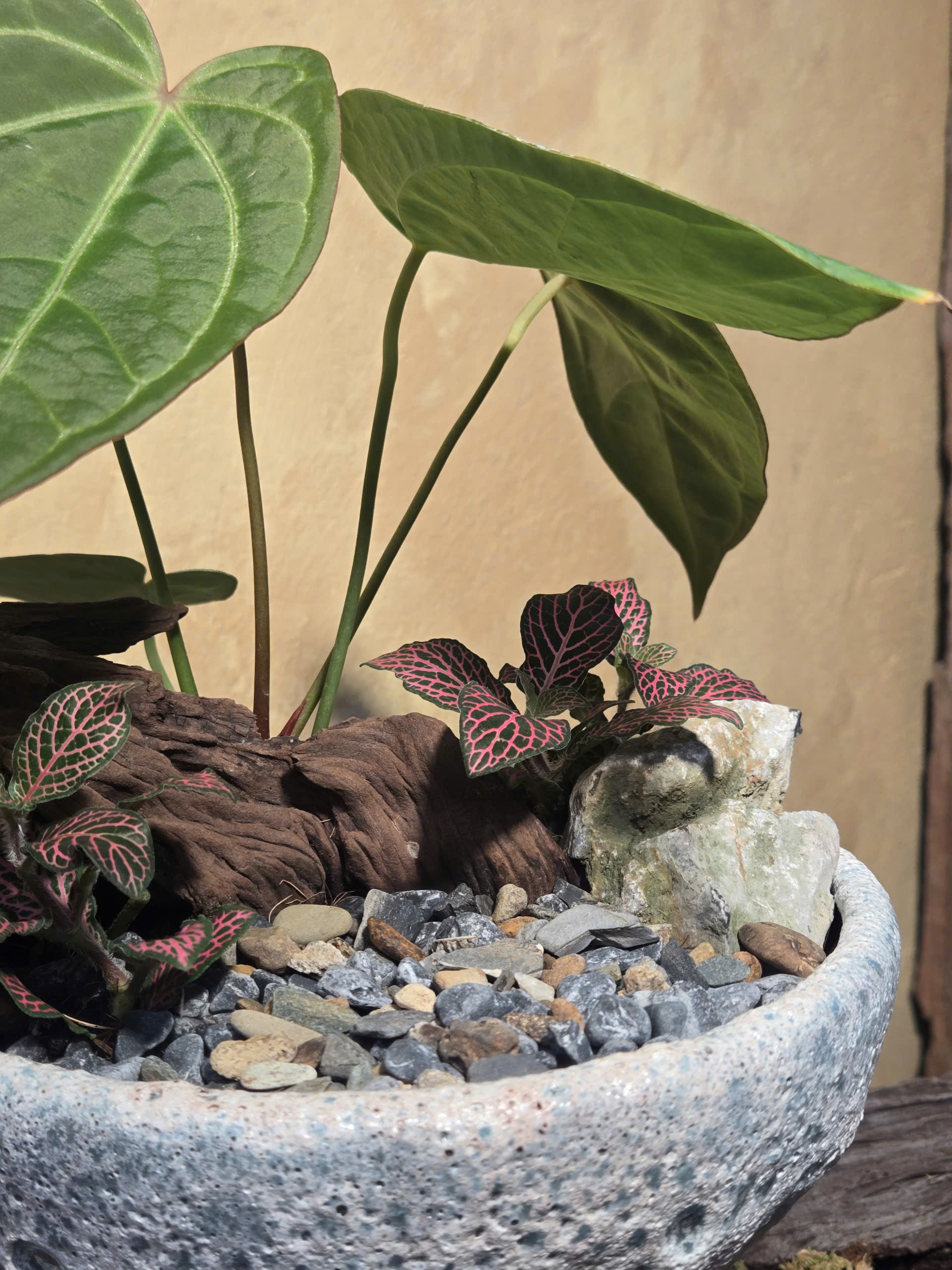 Tiểu Cảnh Anthurium Cẩm Nhung Chậu Dáng Ly Men Sôi - Ảnh 3