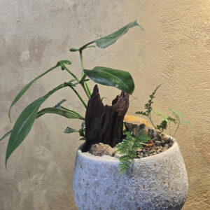 Alternative view of Tiểu Cảnh Philodendron Joepii Chậu Dáng Ly Men Sôi