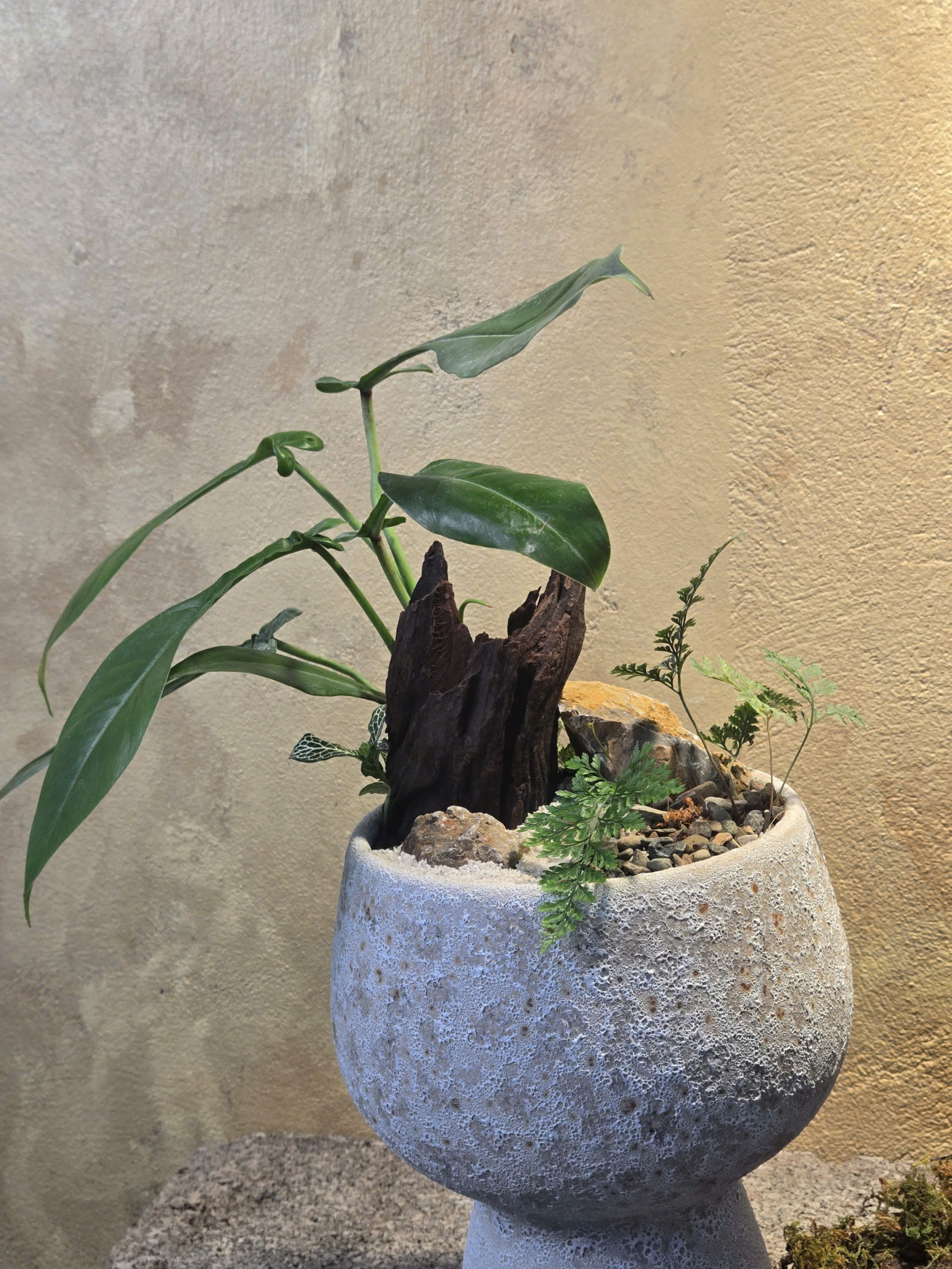 Tiểu Cảnh Philodendron Joepii Chậu Dáng Ly Men Sôi - Ảnh 2