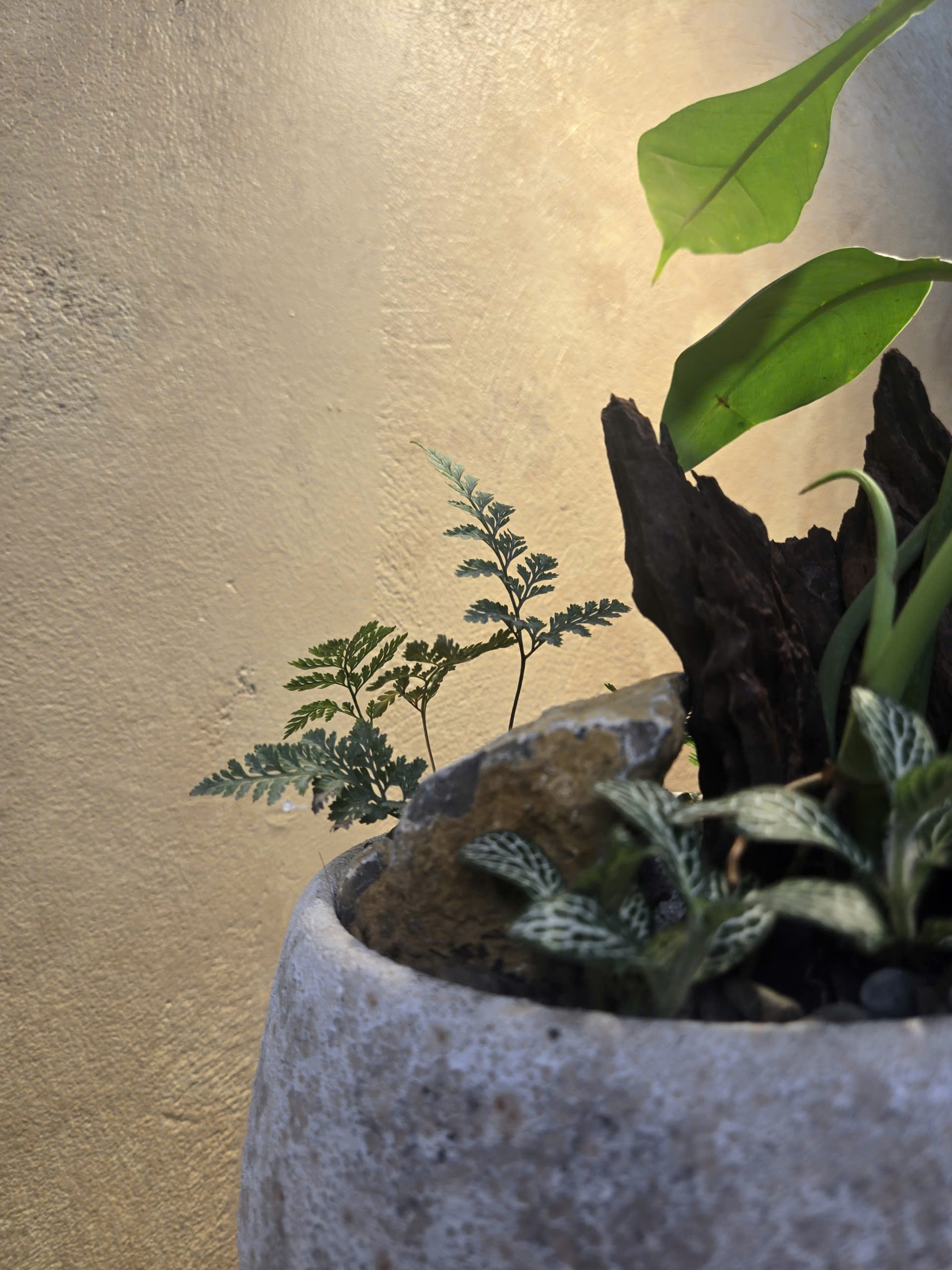 Tiểu Cảnh Philodendron Joepii Chậu Dáng Ly Men Sôi - Ảnh 4