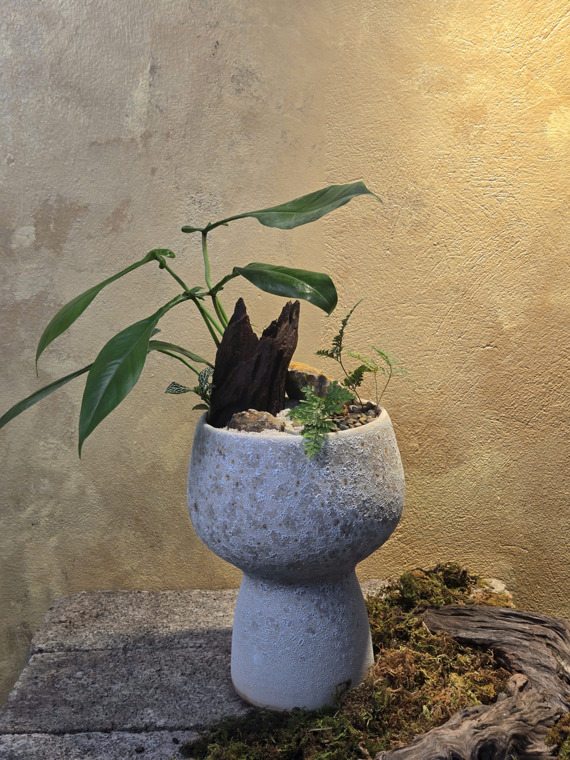 Tác phẩm tiểu cảnh cây Philodendron Joepii dáng lá dị phối gỗ lũa và dương xỉ trên chậu gốm dáng ly cao phủ men sôi thô mộc