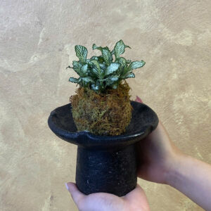 Bụi cây cẩm nhung Fittonia gân trắng quấn bóng rêu Kokedama đặt trên chậu gốm Bầu Trúc chân cao màu đen mộc mạc