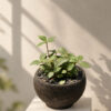 Cây Bình An Peperomia Quadrangularis lá mọng nước kẻ gân sọc dưa phối chậu gốm Bầu Trúc dáng bo tròn màu đen mộc mạc
