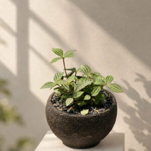 Cây Bình An Peperomia Quadrangularis lá mọng nước kẻ gân sọc dưa phối chậu gốm Bầu Trúc dáng bo tròn màu đen mộc mạc