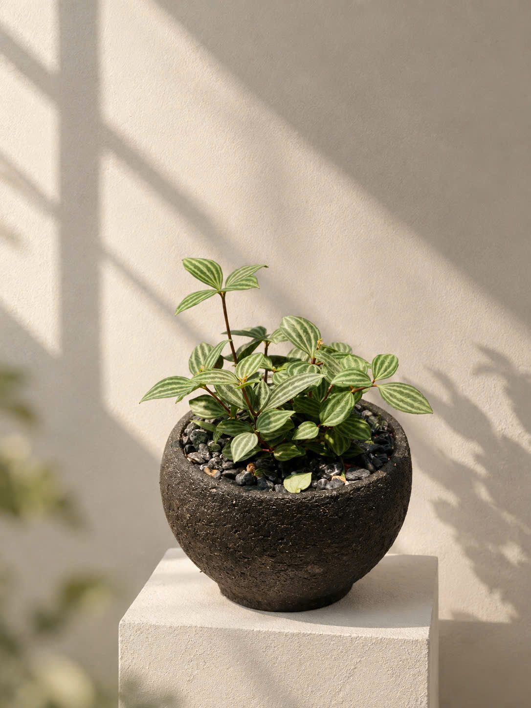 Cây Bình An Peperomia Quadrangularis lá mọng nước kẻ gân sọc dưa phối chậu gốm Bầu Trúc dáng bo tròn màu đen mộc mạc