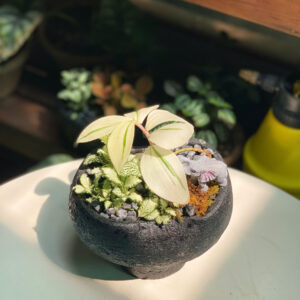 Alternative view of Tiểu Cảnh Cẩm Nhung Chậu Gốm Bầu Trúc Voi Nhỏ