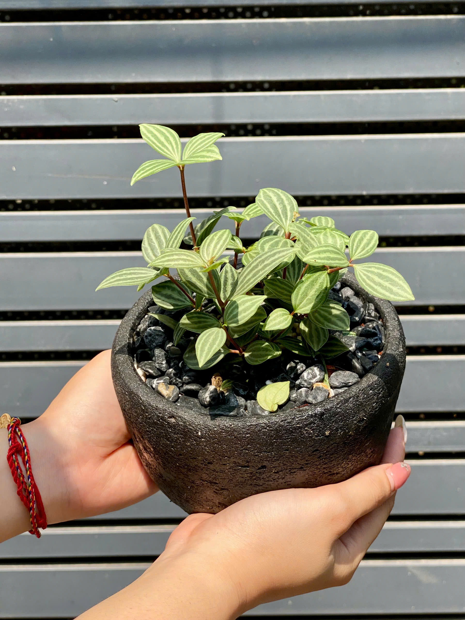 Cây Bình An Để Bàn Phối Chậu Gốm Bầu Trúc Mộc - Ảnh 2