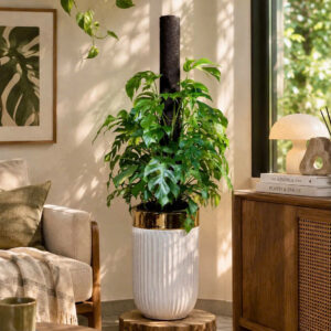 Cây kiểng lá Monstera Mini Rhaphidophora Tetrasperma lá xẻ leo trụ xơ dừa phối chậu gốm gân sọc màu trắng viền đen