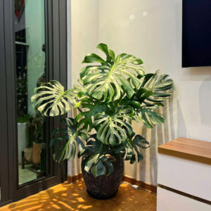 Cây kiểng lá Monstera Deliciosa Trầu bà lá xẻ Nam Mỹ tán lá bản to xẻ lỗ xòe rộng phối chậu gốm đá xám đen sang trọng đặt tại góc phòng khách