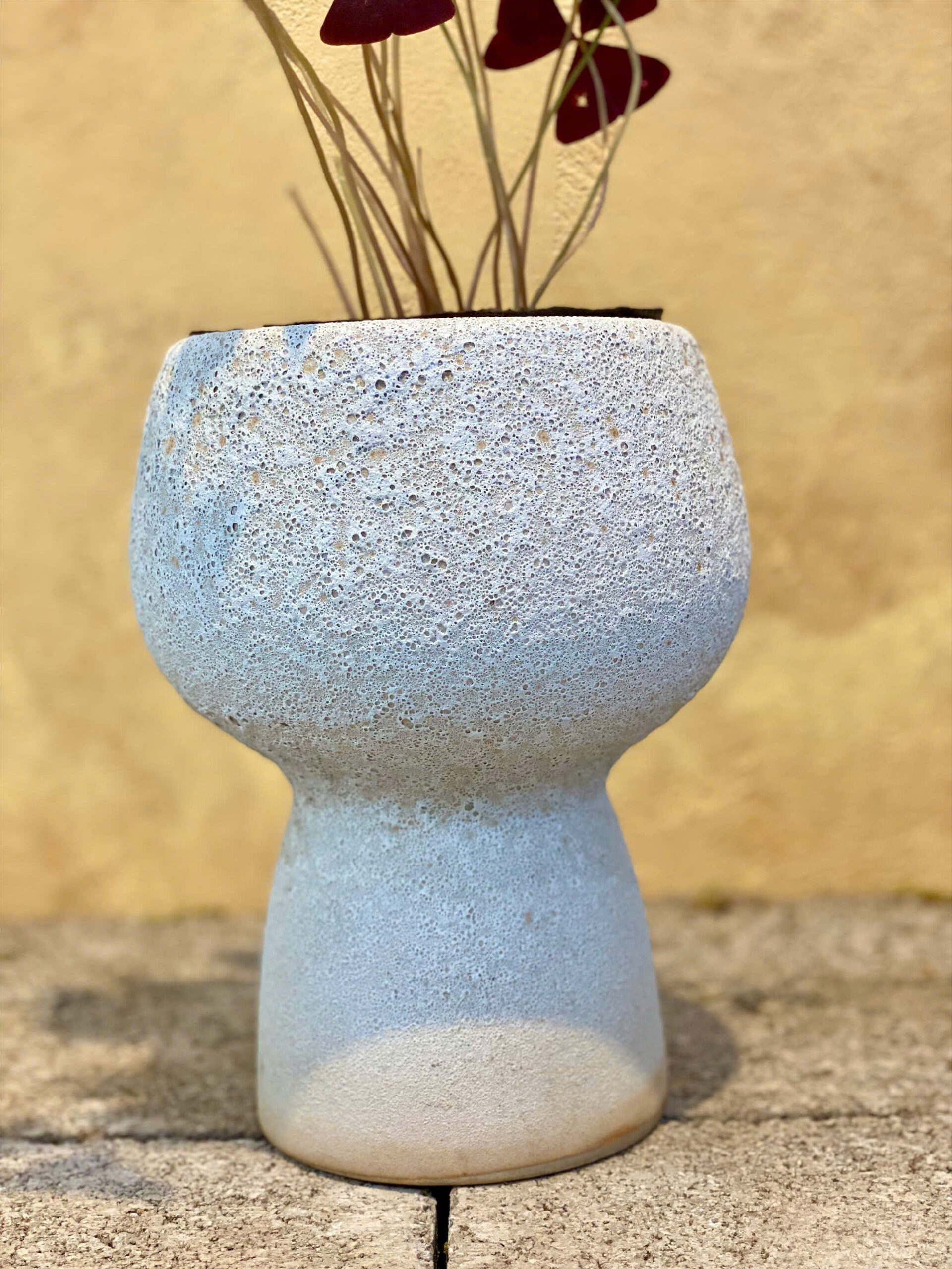 Cây Bướm Đêm Oxalis Triangularis Chậu Gốm Mini - Ảnh 4