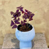 Cây bướm đêm Oxalis Triangularis lá tím nhung mộng mơ điểm hoa hồng phấn nhỏ trồng trong chậu gốm mộc mini để bàn