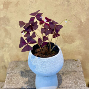 Cây bướm đêm Oxalis Triangularis lá tím nhung mộng mơ điểm hoa hồng phấn nhỏ trồng trong chậu gốm mộc mini để bàn
