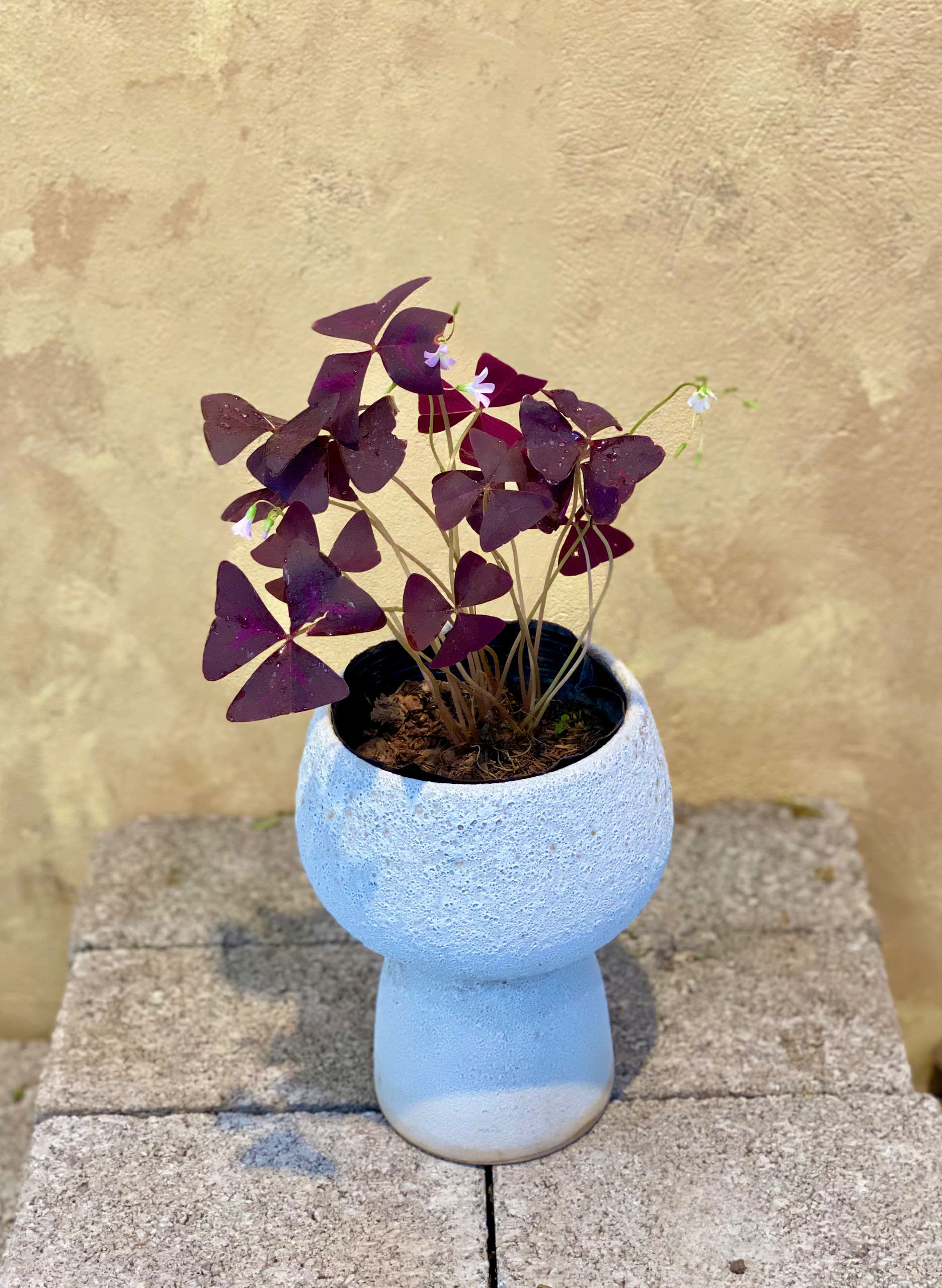 Cây bướm đêm Oxalis Triangularis lá tím nhung mộng mơ điểm hoa hồng phấn nhỏ trồng trong chậu gốm mộc mini để bàn