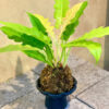 Cây Philodendron Ring of Fire lá răng cưa đột biến vàng cam quấn bóng rêu Kokedama đặt trên chậu gốm Bầu Trúc chân cao màu đen
