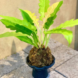 Cây Philodendron Ring of Fire lá răng cưa đột biến vàng cam quấn bóng rêu Kokedama đặt trên chậu gốm Bầu Trúc chân cao màu đen