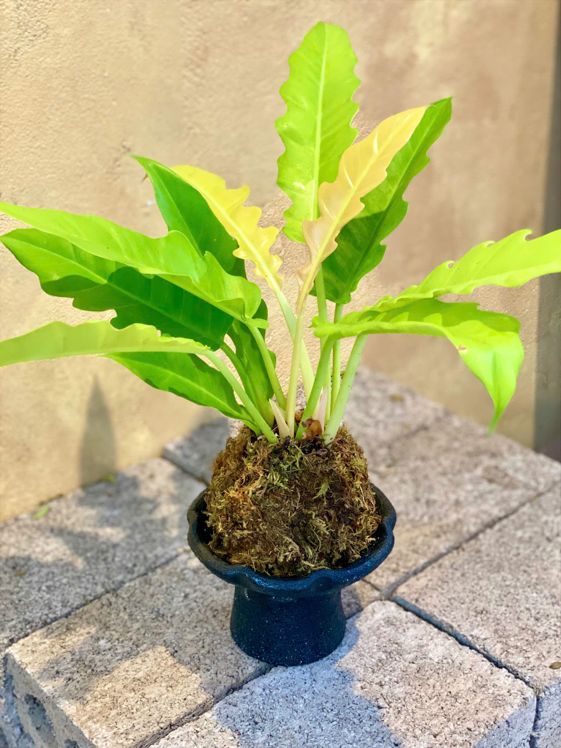 Cây Philodendron Ring of Fire lá răng cưa đột biến vàng cam quấn bóng rêu Kokedama đặt trên chậu gốm Bầu Trúc chân cao màu đen