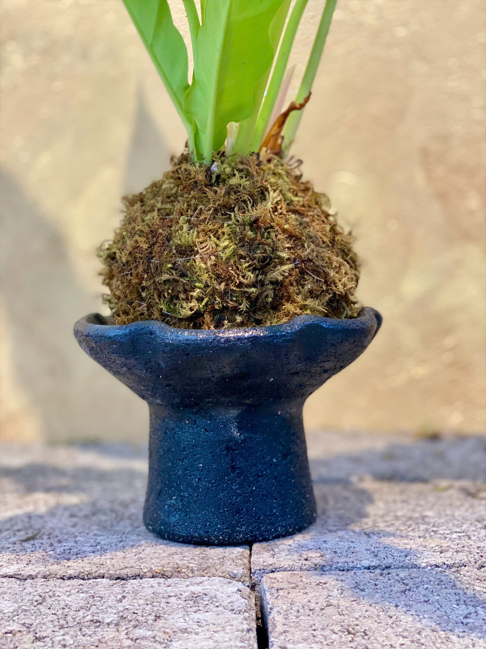 Cây Philodendron Ring Of Fire Quấn Kokedama Chậu Gốm Bầu Trúc - Ảnh 3