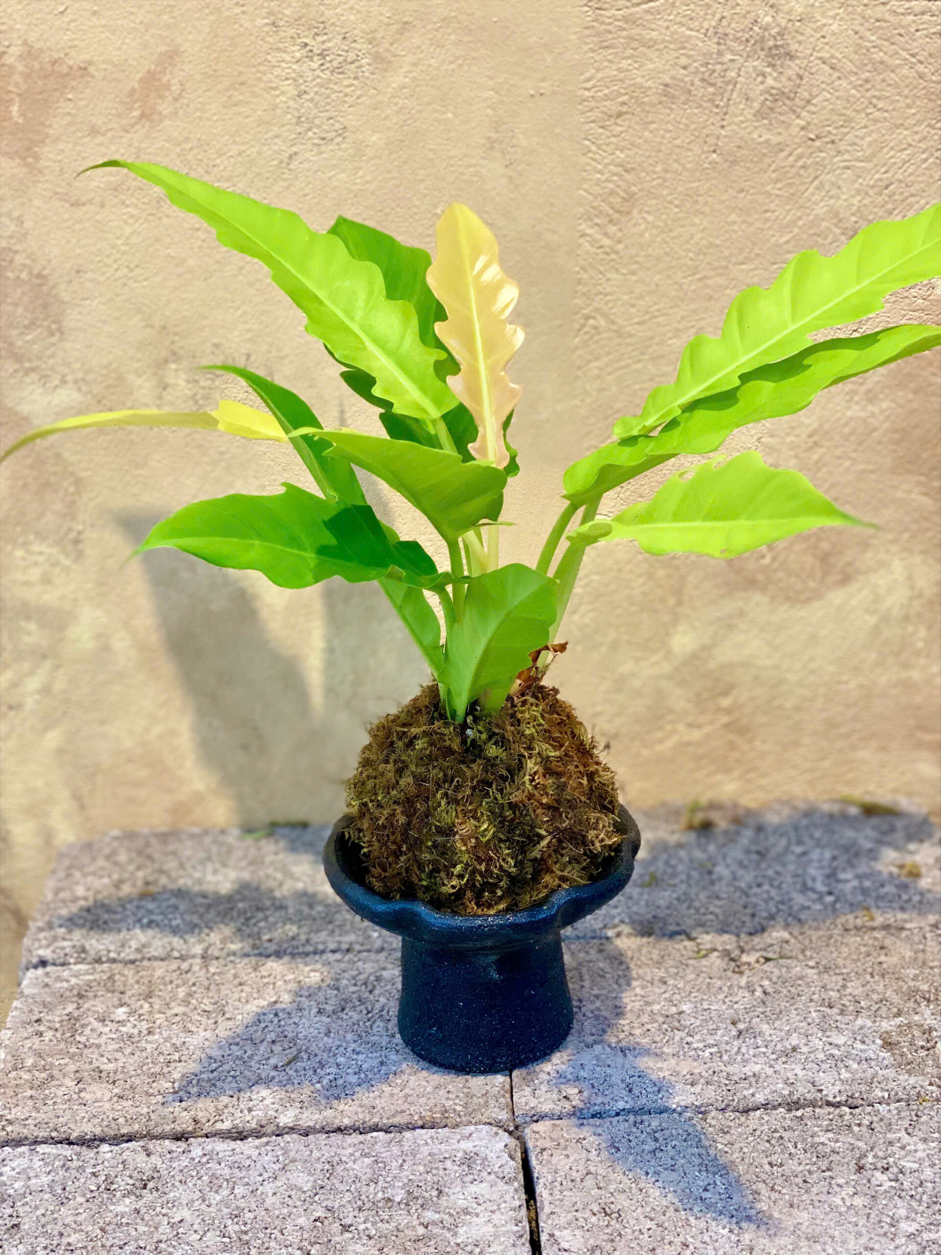 Cây Philodendron Ring Of Fire Quấn Kokedama Chậu Gốm Bầu Trúc - Ảnh 4