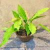 Cây kiểng lá Philodendron Ring of Fire lá xẻ răng cưa đột biến mờ phối chậu đất nung màu cam gạch mộc mạc để bàn