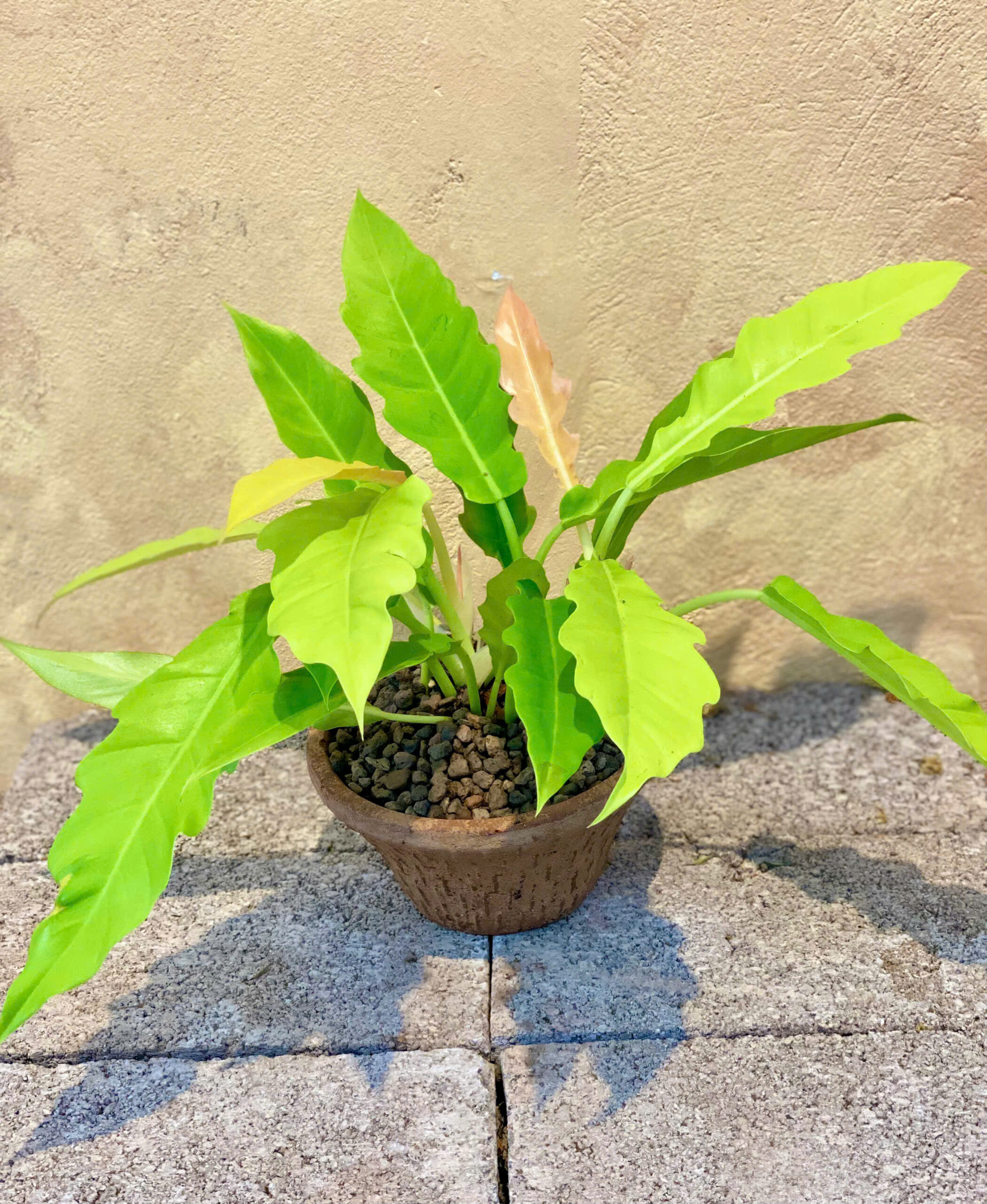 Cây kiểng lá Philodendron Ring of Fire lá xẻ răng cưa đột biến mờ phối chậu đất nung màu cam gạch mộc mạc để bàn