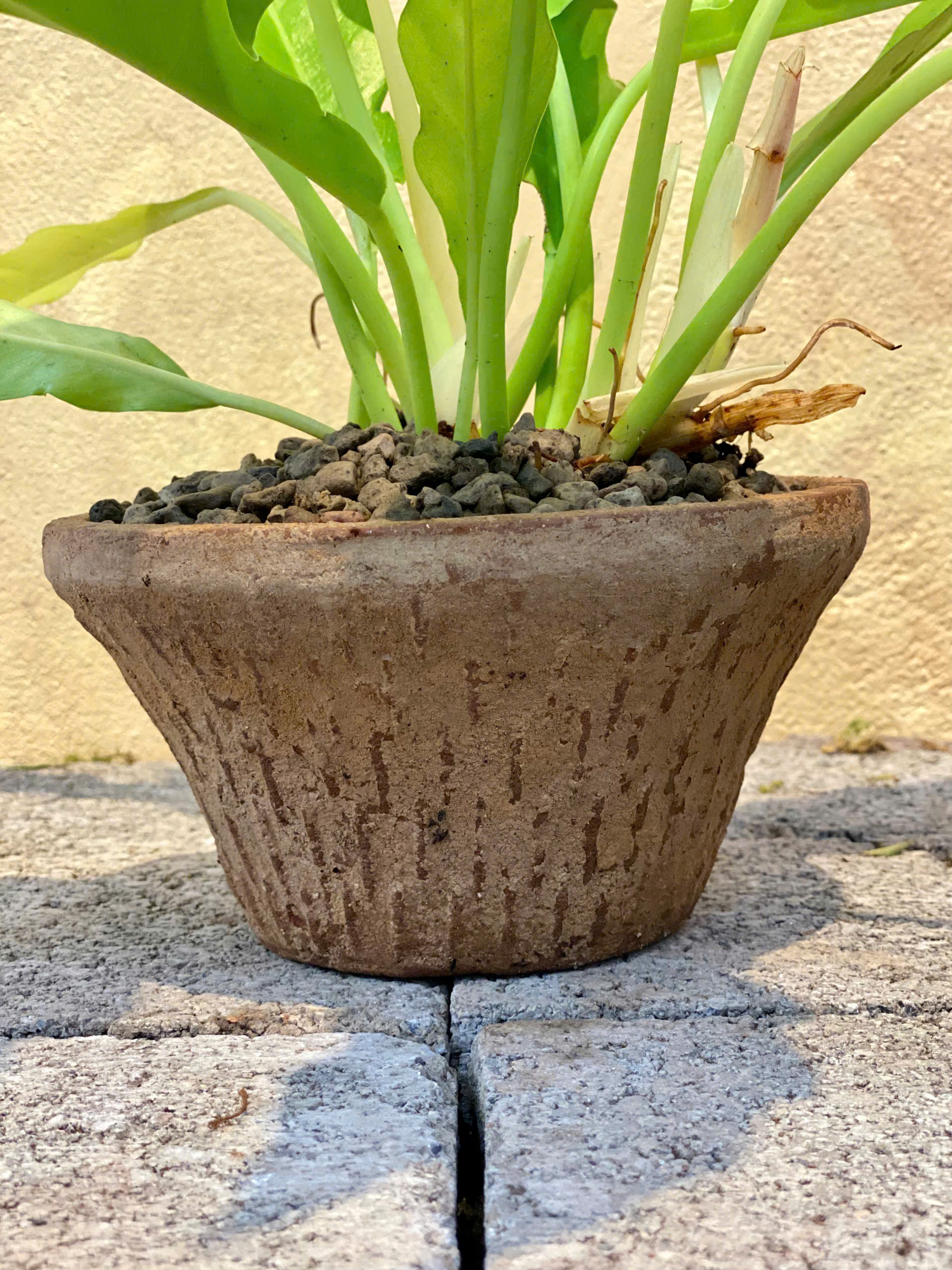Cây Philodendron Ring Of Fire Phối Chậu Đất Nung Mộc Mạc - Ảnh 3