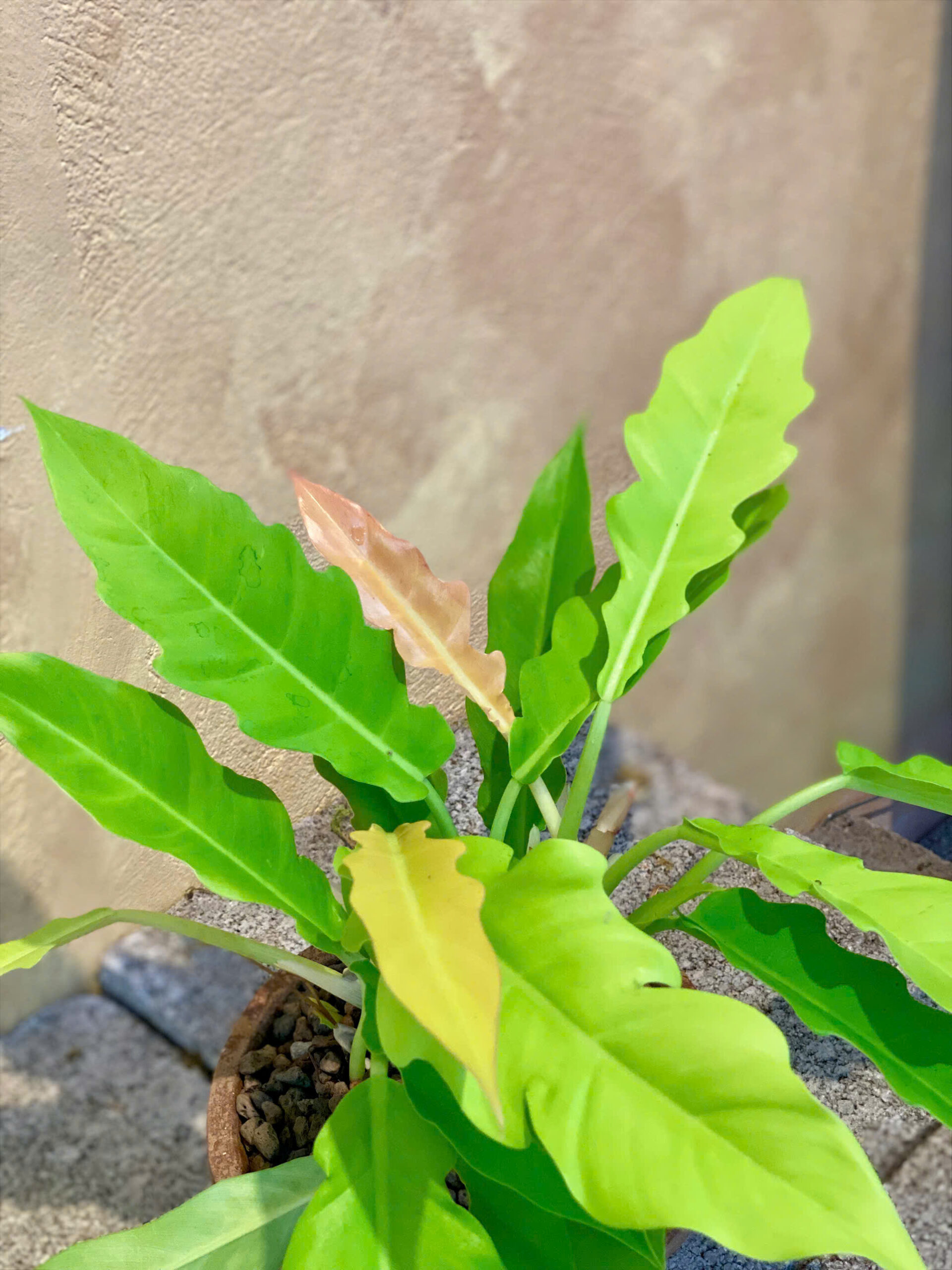 Cây Philodendron Ring Of Fire Phối Chậu Đất Nung Mộc Mạc - Ảnh 4