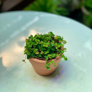 Cây Minima Rhaphidophora Tetrasperma lá xẻ độc đáo xinh xắn trồng trong chậu đất nung mini màu cam gạch mộc mạc