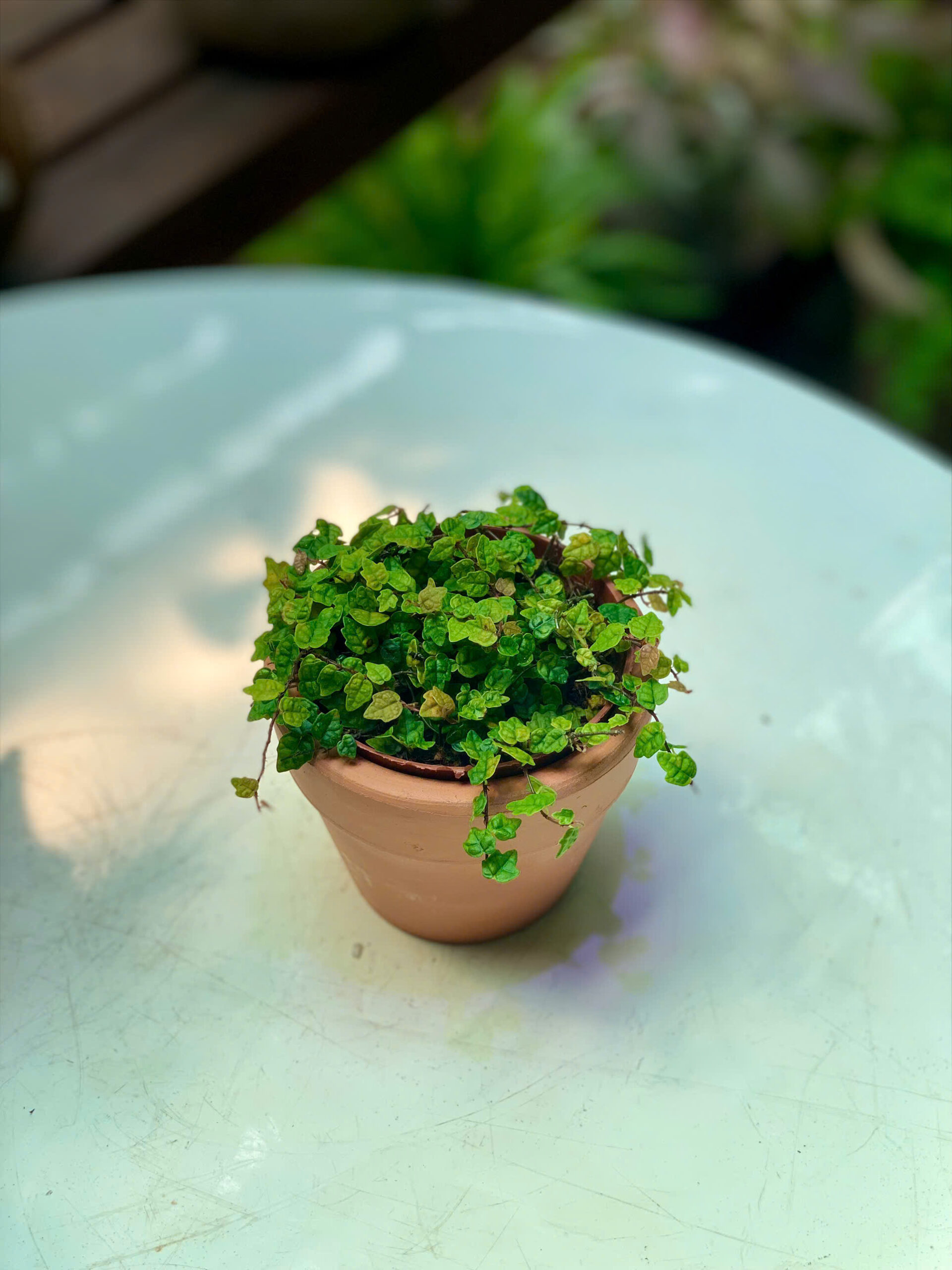Cây Minima Rhaphidophora Tetrasperma lá xẻ độc đáo xinh xắn trồng trong chậu đất nung mini màu cam gạch mộc mạc