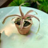 Cây Dứa Phụng Cryptanthus Bivittatus lá hồng cẩm thạch gợn sóng rực rỡ trồng trong chậu đất nung mini màu cam gạch mộc mạc