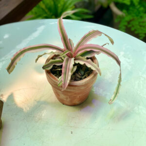 Cây Dứa Phụng Cryptanthus Bivittatus lá hồng cẩm thạch gợn sóng rực rỡ trồng trong chậu đất nung mini màu cam gạch mộc mạc