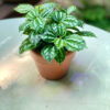 Cây Sao Băng Pilea Cadierei lá màu xanh nổi vệt nhũ bạc lấp lánh mọc sum sê trồng trong chậu đất nung mini màu cam gạch