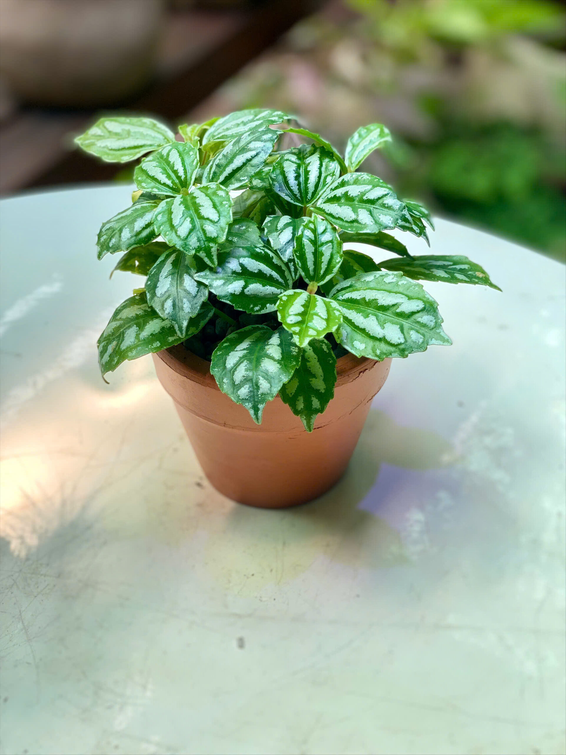 Cây Sao Băng Pilea Cadierei lá màu xanh nổi vệt nhũ bạc lấp lánh mọc sum sê trồng trong chậu đất nung mini màu cam gạch