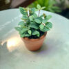 Cây Bình An Peperomia Quadrangularis lá sọc dưa mọng nước xanh mượt mọc sum sê trồng trong chậu đất nung mini màu cam gạch