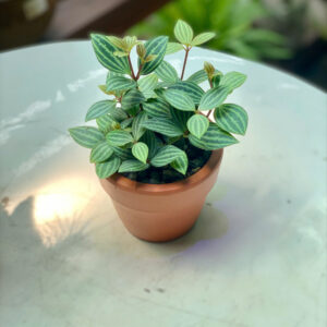 Cây Bình An Peperomia Quadrangularis lá sọc dưa mọng nước xanh mượt mọc sum sê trồng trong chậu đất nung mini màu cam gạch