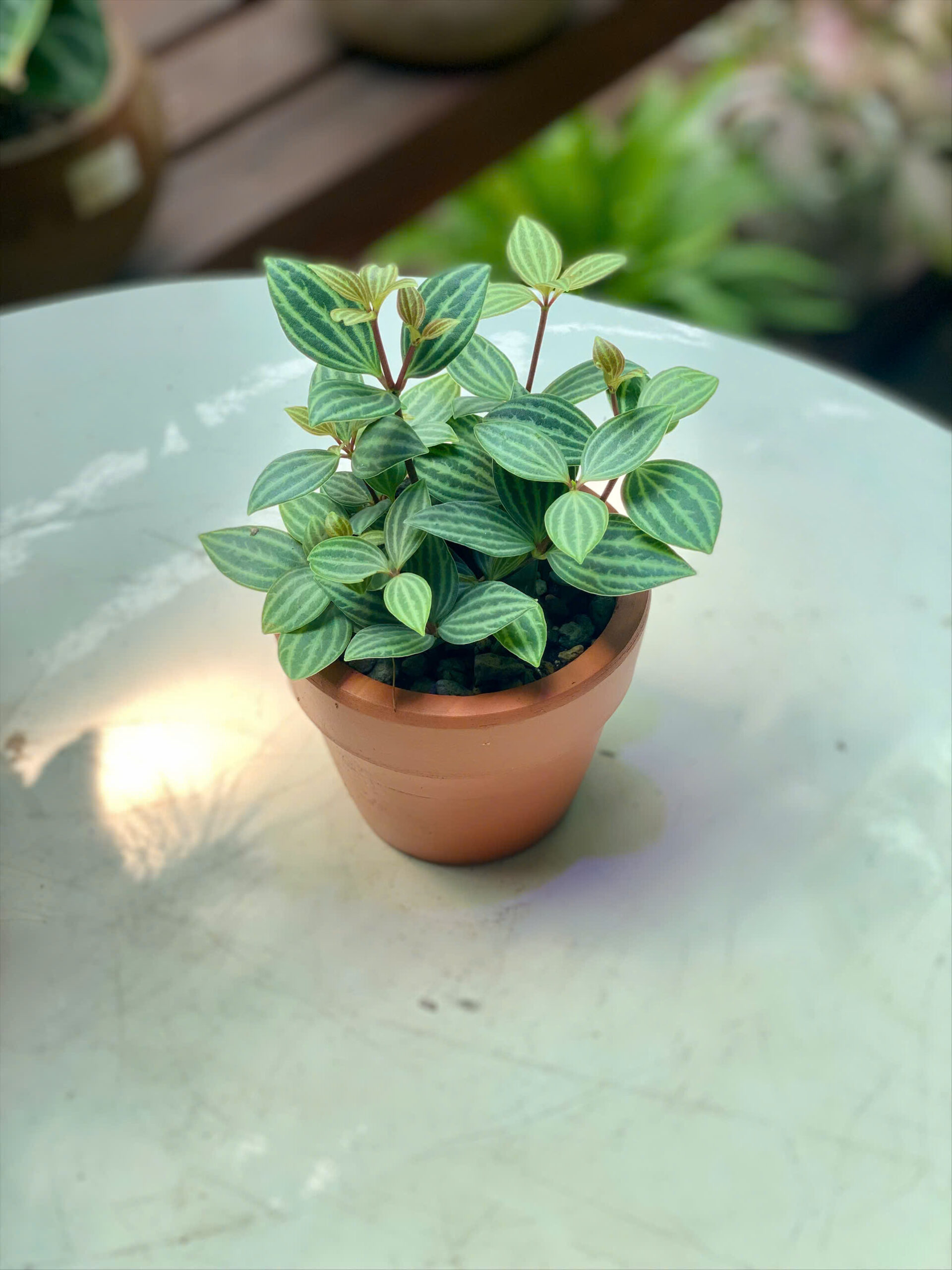 Cây Bình An Peperomia Quadrangularis lá sọc dưa mọng nước xanh mượt mọc sum sê trồng trong chậu đất nung mini màu cam gạch