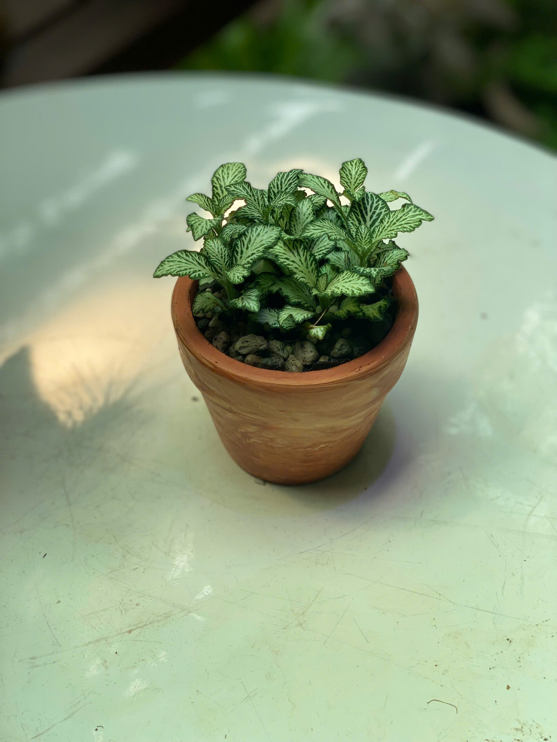 Cây Cẩm Nhung Đỏ Phối Chậu Đất Nung Mini - Ảnh 3