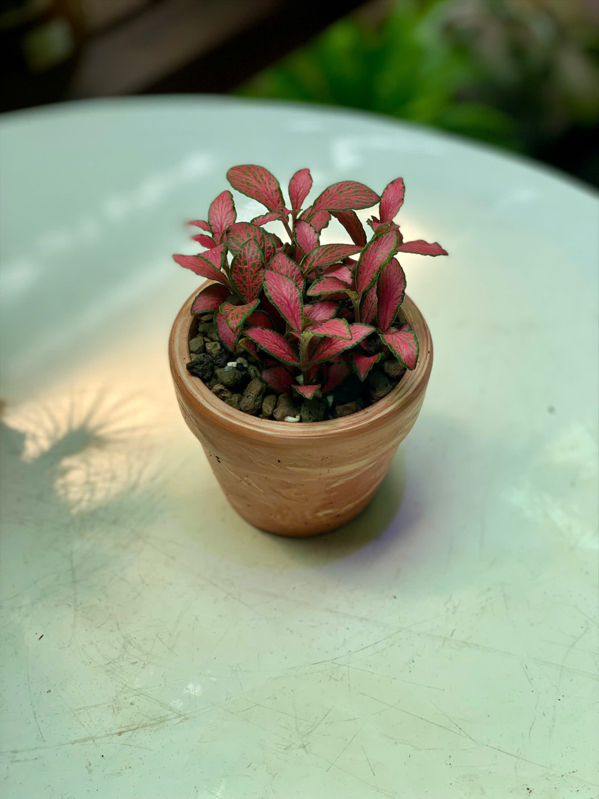Cây cẩm nhung đỏ Fittonia Albivenis lá nổi mạng gân hồng đỏ rực rỡ mọc sum sê trồng trong chậu đất nung mini màu cam gạch