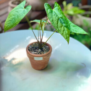 Cây Anthurium hồng môn kiểng lá hình tim xanh mượt vươn cao thanh thoát trồng trong chậu đất nung mini màu cam gạch