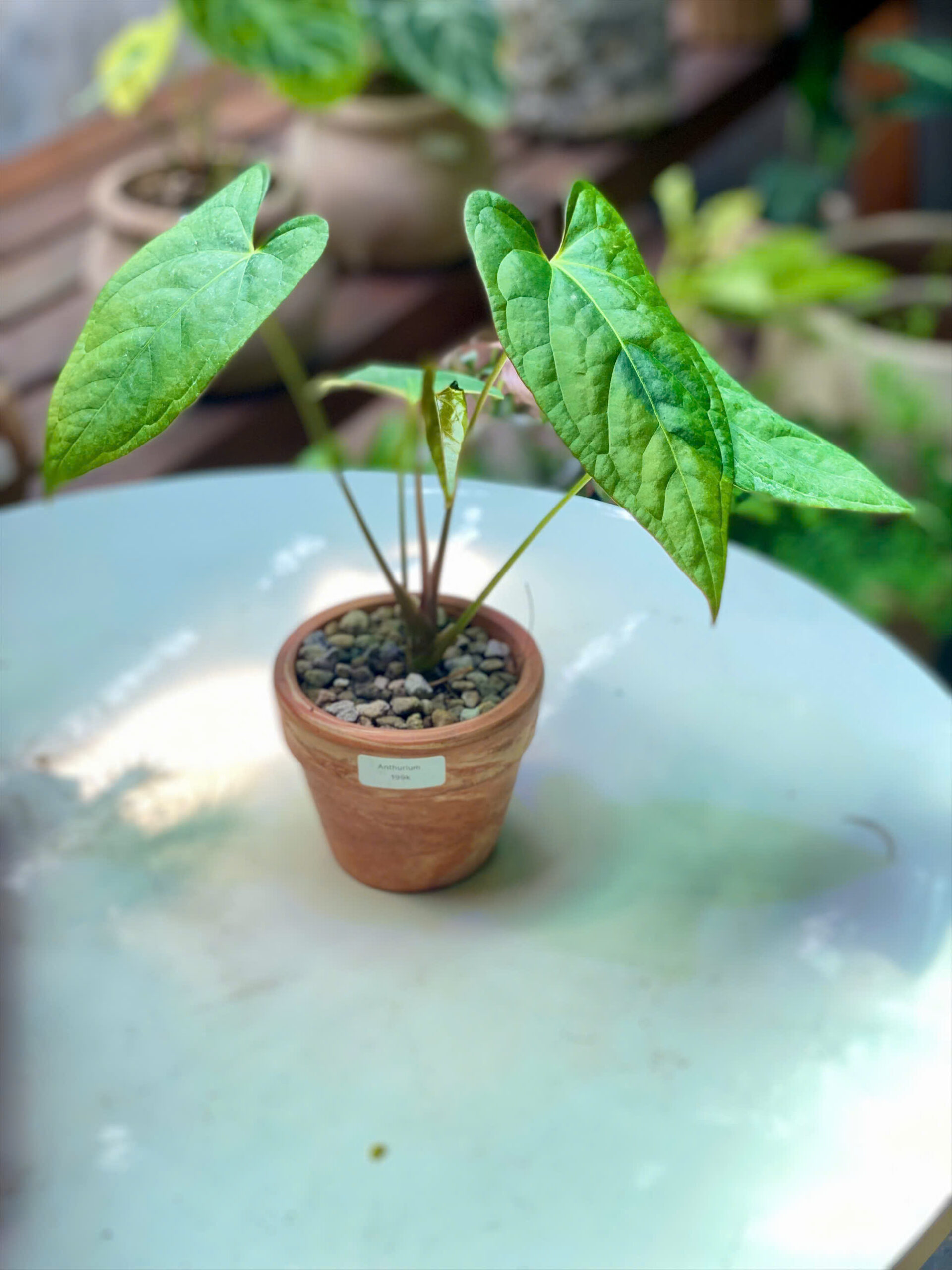 Cây Anthurium hồng môn kiểng lá hình tim xanh mượt vươn cao thanh thoát trồng trong chậu đất nung mini màu cam gạch