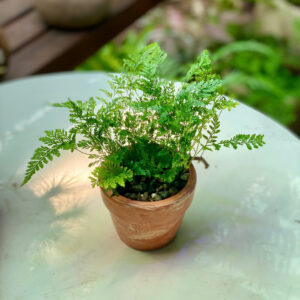Cây Dương Xỉ Chân Thỏ Davallia Fejeensis lá xẻ lông chim xanh mượt mọc xòe mềm mại trồng trong chậu đất nung mini màu cam gạch