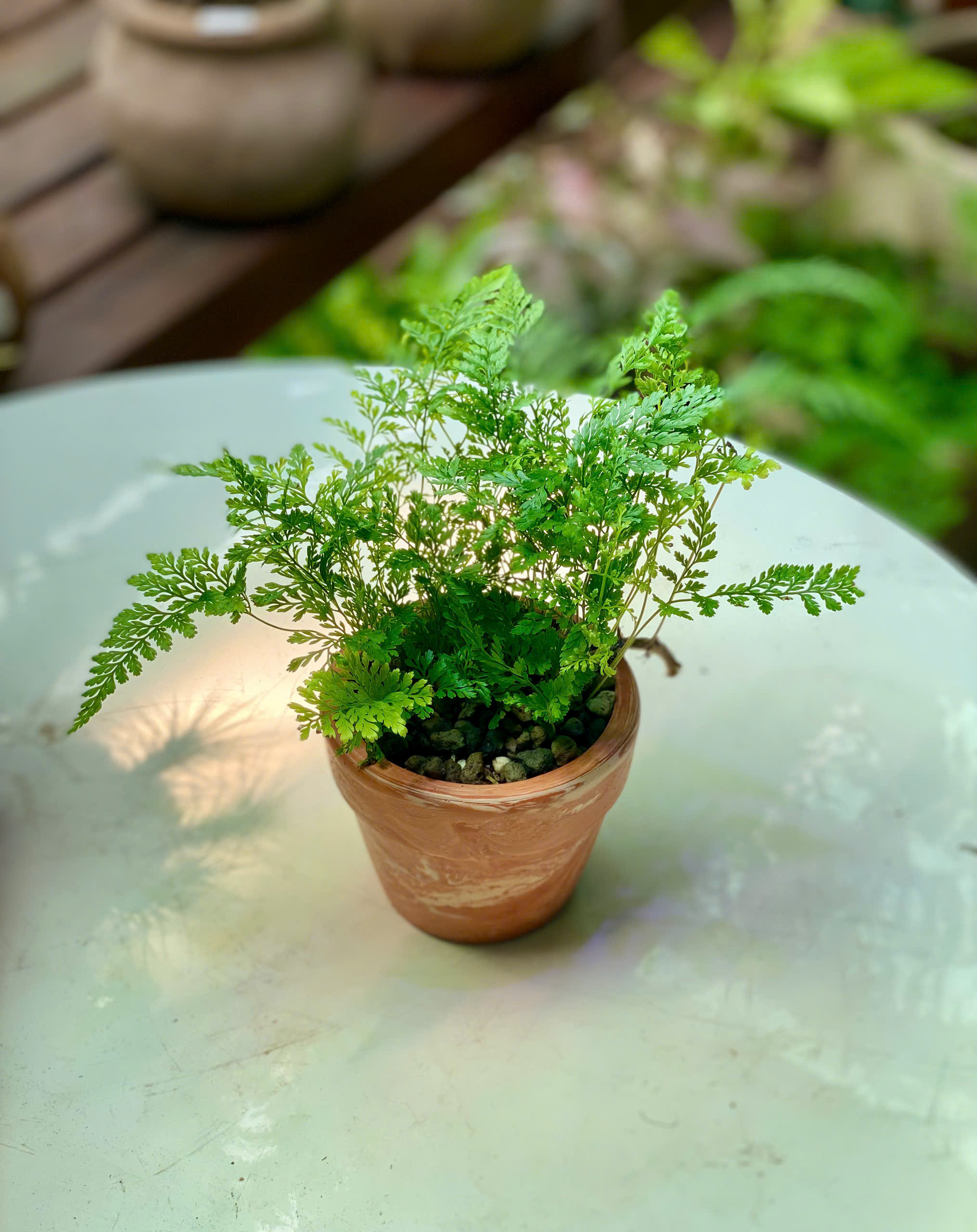 Cây Dương Xỉ Chân Thỏ Davallia Fejeensis lá xẻ lông chim xanh mượt mọc xòe mềm mại trồng trong chậu đất nung mini màu cam gạch