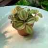 Cây Kim Tuyến Pilea Involucrata lá dập nổi vệt nhũ đồng lấp lánh mọc xòe tròn sum sê trồng trong chậu đất nung mini màu cam gạch